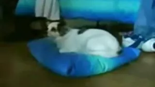 umm film porno tv